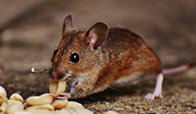 24 Hour & Emergency Exterminators in Tuttle, KY